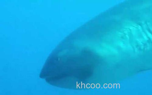 大嘴鲨_1