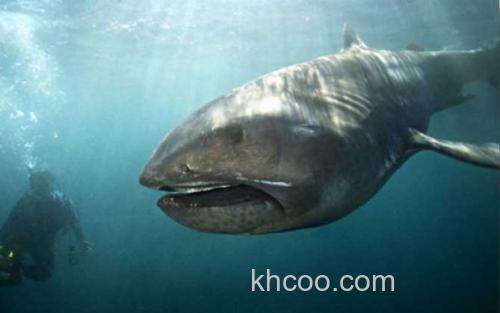 巨口鲨_2