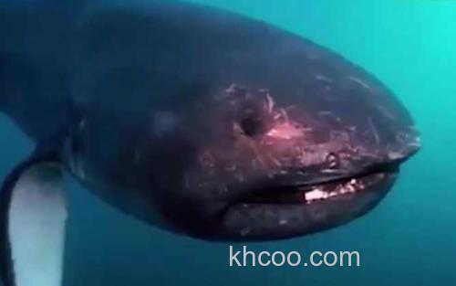 巨口鲨_3