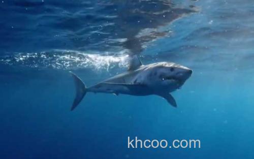 灰鲭鲨_2