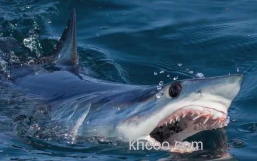 灰鲭鲨_1