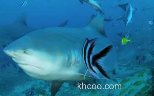 灰鲭鲨_3