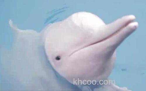 中华白海豚_0