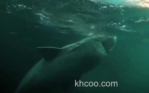 格陵兰鲨_0
