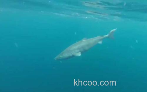 格陵兰鲨_3
