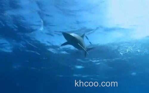 白鳍鲨_1