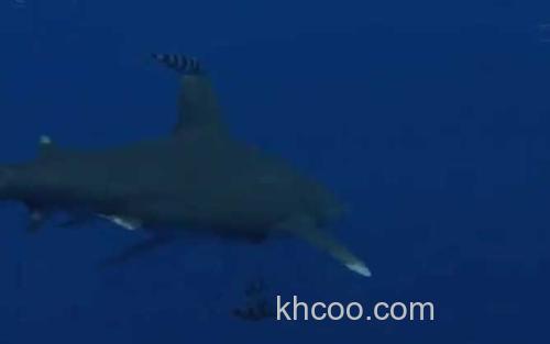 白鳍鲨_2