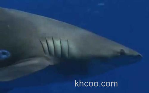 白鳍鲨_3