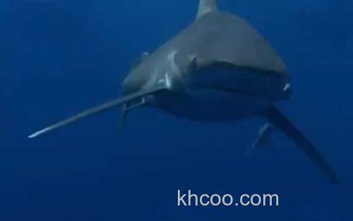 白鳍鲨_0