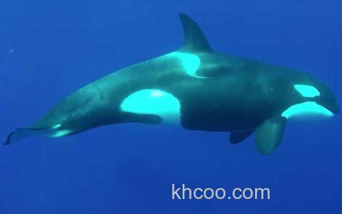 鲸鱼_2
