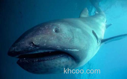 巨口鲨_0