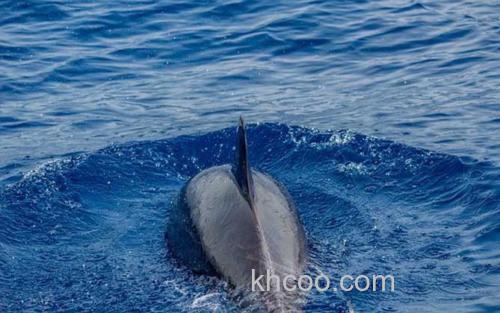 海豚_1