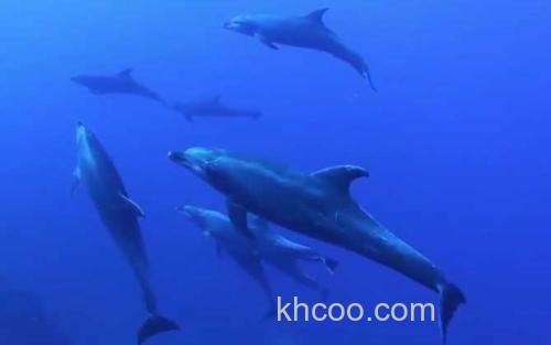 海豚_1