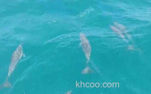 海豚_2
