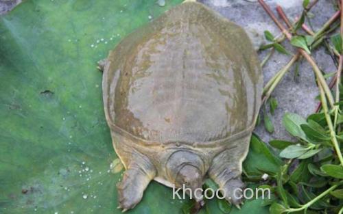 甲鱼_2