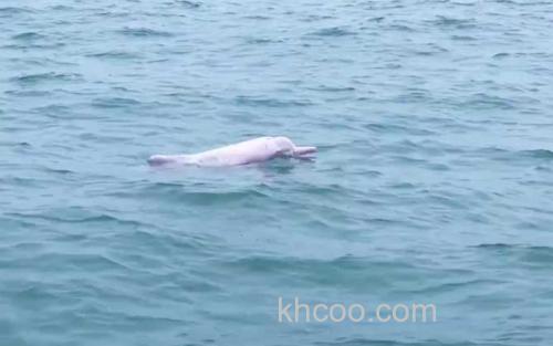 海豚_0