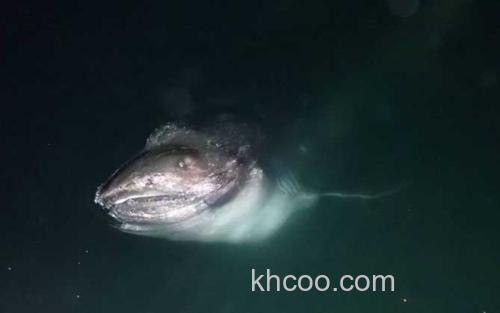 巨口鲨_6