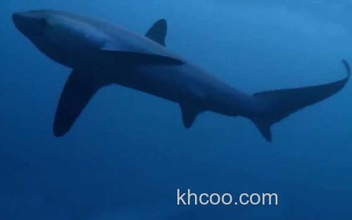 长尾鲨_4