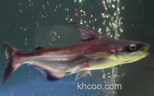 淡水鲨鱼_3