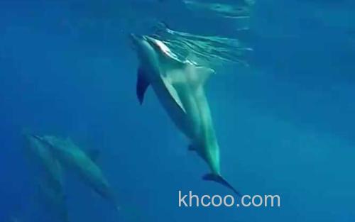 海豚_2