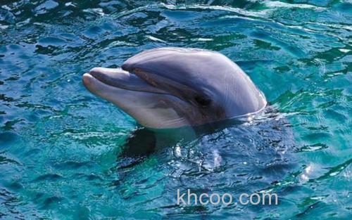 海豚_3