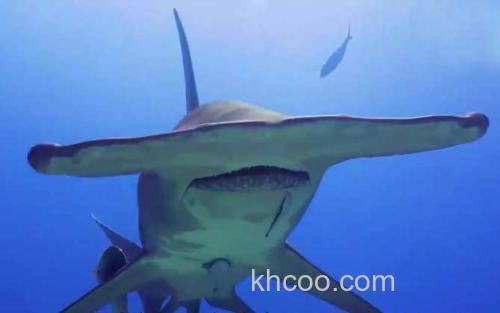 锤头鲨_0