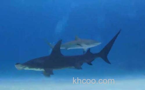 锤头鲨_3