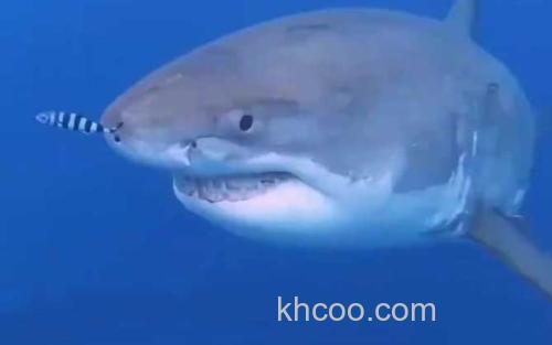 大白鲨_0