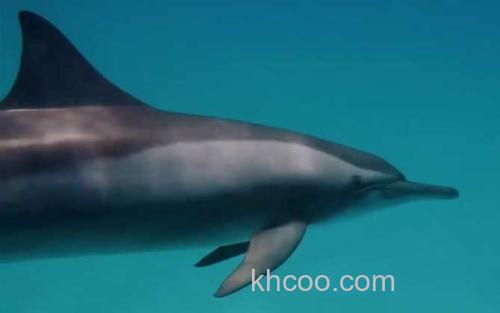 海豚_0