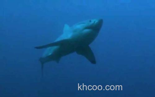 大白鲨_3