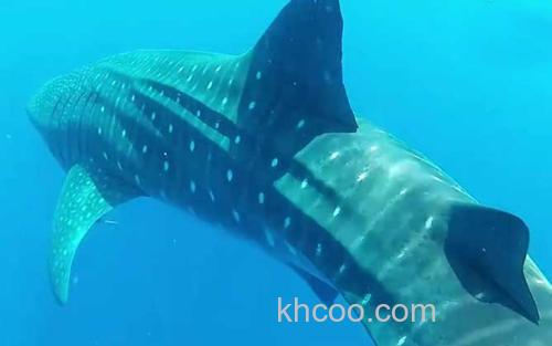 豆腐鲨_0