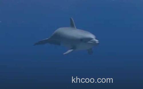 海豚_0