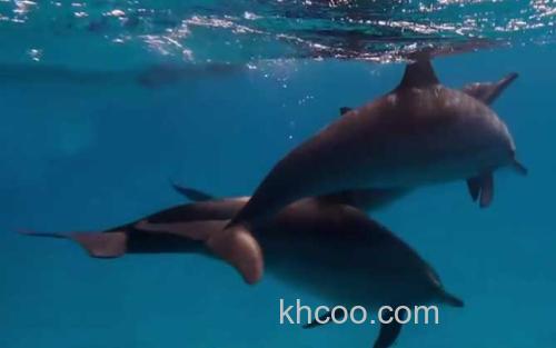 海豚_2