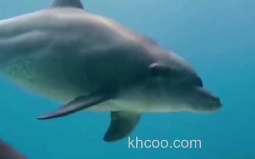 海豚_1