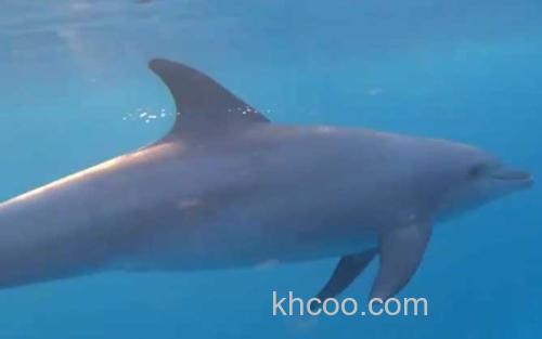 海豚_0