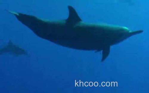 海豚_0