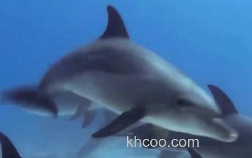 海豚_0