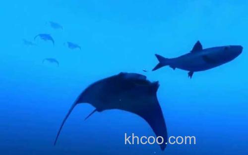 蝙蝠鲨_0