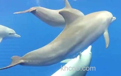 海豚_3