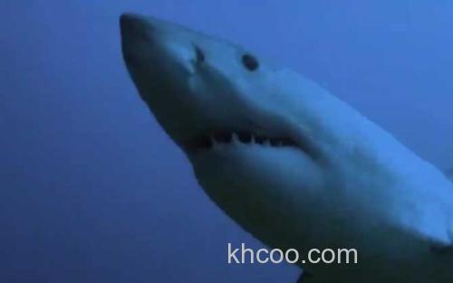 噬人鲨_1