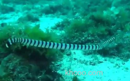 海蛇_0