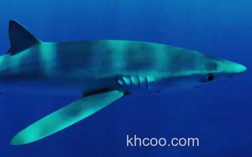 蓝鲨_1