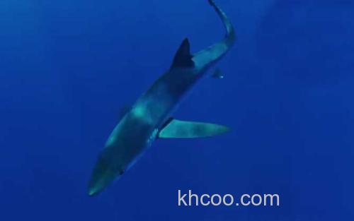 蓝鲨_3