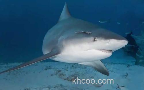 公牛真鲨_1