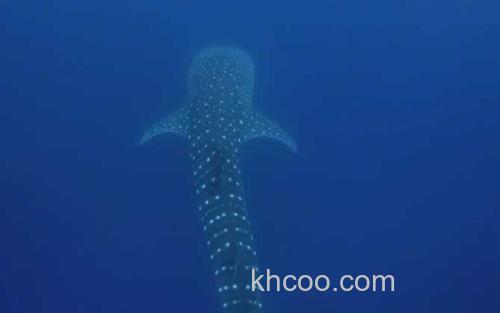 鲸鲨_0