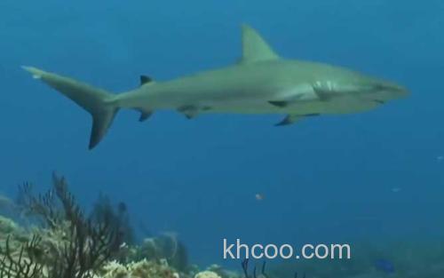 牛鲨_1