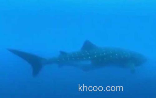 鲸鲨_1