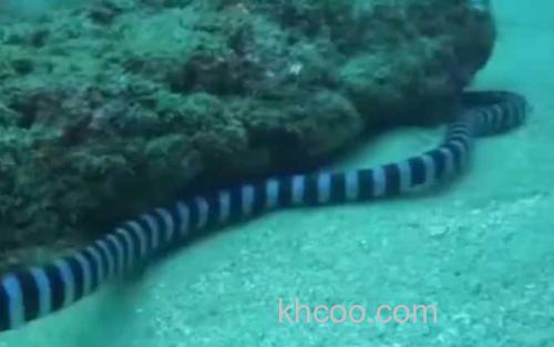 海蛇_1