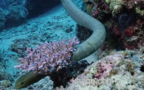 海蛇_2