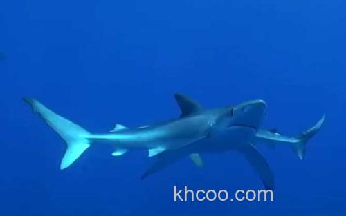 大青鲨_3